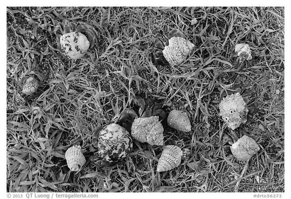 Cluster of hermit crabs on grassy area, Garden Key. Dry Tortugas National Park, Florida, USA.