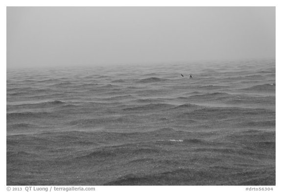 Windjammer wreck sticking out from ocean during rainstorm. Dry Tortugas National Park (black and white)