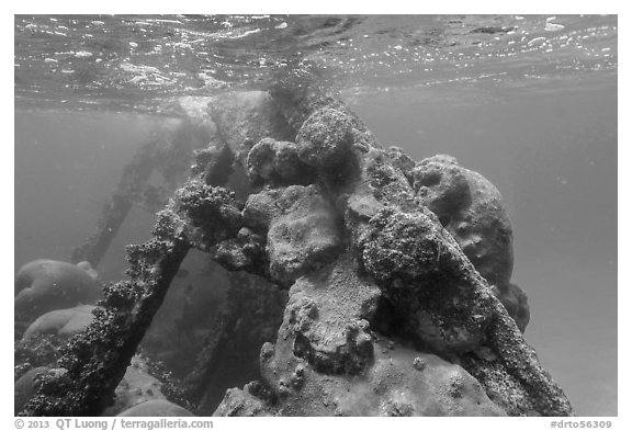 Coral-covered part of Windjammer wreck breaking surface. Dry Tortugas National Park (black and white)