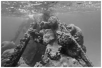 Coral-covered part of Windjammer wreck breaking surface. Dry Tortugas National Park, Florida, USA. (black and white)