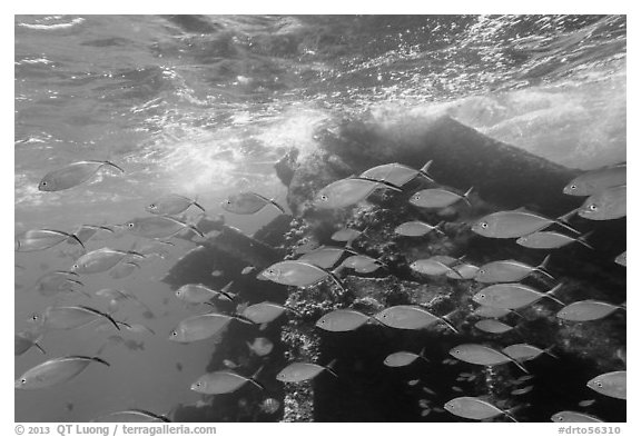 School of tropical fish and Windjammer wreck. Dry Tortugas National Park (black and white)
