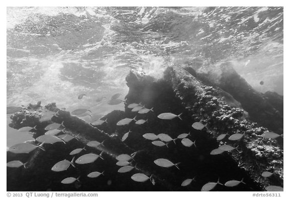 School of Bermuda Chubs, Avanti wreck, and surge. Dry Tortugas National Park, Florida, USA.