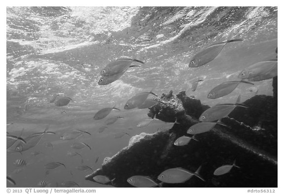 Fish around Windjammer wreck. Dry Tortugas National Park, Florida, USA.