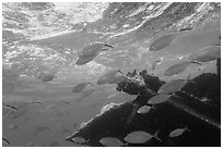 Fish around Windjammer wreck. Dry Tortugas National Park, Florida, USA. (black and white)