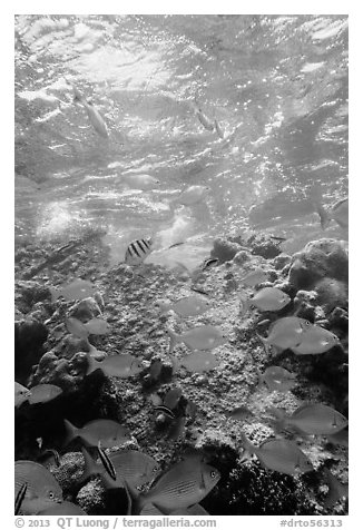 Tropical fish around Avanti wreck. Dry Tortugas National Park (black and white)