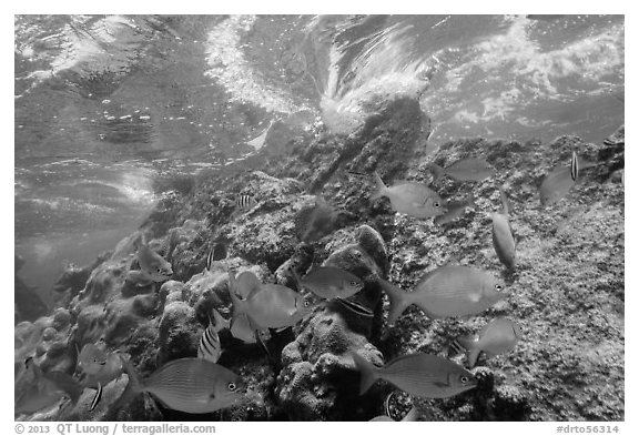 Fish, Windjammer Wreck, and surge. Dry Tortugas National Park (black and white)
