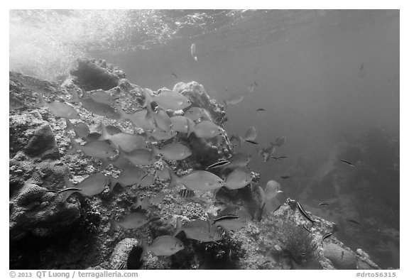 Bermuda Chub fish around Windjammer Wreck. Dry Tortugas National Park (black and white)