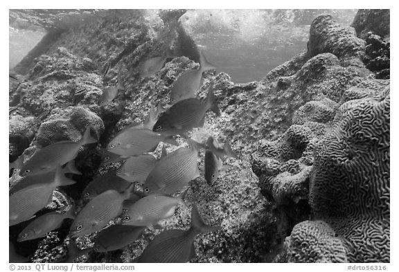 Bermuda Chubs and brain coral, Avanti wreck. Dry Tortugas National Park, Florida, USA.