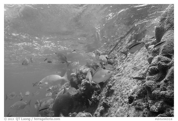 Coral and Windjammer Wreck. Dry Tortugas National Park, Florida, USA.