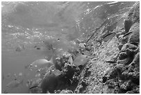 Coral and Windjammer Wreck. Dry Tortugas National Park ( black and white)