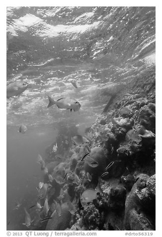 Marine wildlife around Windjammer Wreck. Dry Tortugas National Park (black and white)