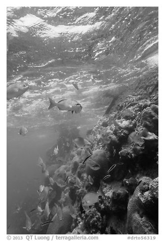 Marine wildlife around Windjammer Wreck. Dry Tortugas National Park, Florida, USA.