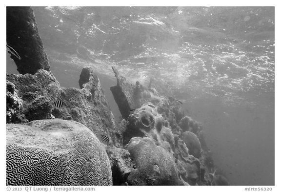Brain coral on Avanti wreck. Dry Tortugas National Park (black and white)