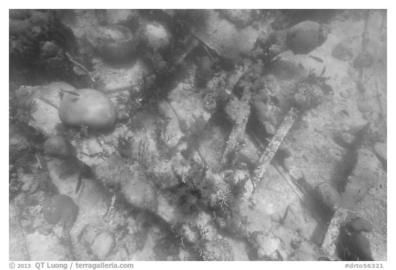 Coral and Windjammer Wreck. Dry Tortugas National Park, Florida, USA.