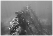 Sunken wreck of Avanti. Dry Tortugas National Park, Florida, USA. (black and white)
