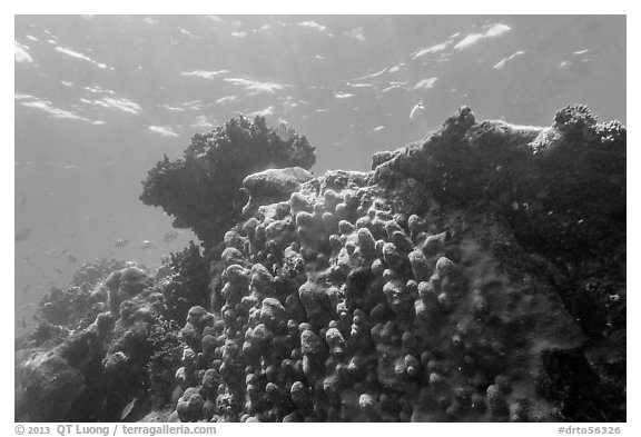 Coral-covered wreck of Windjammer. Dry Tortugas National Park (black and white)