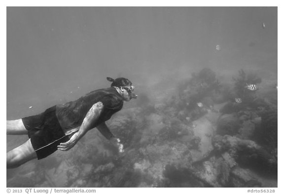 Free diver swimming amidst fish and coral. Dry Tortugas National Park, Florida, USA.