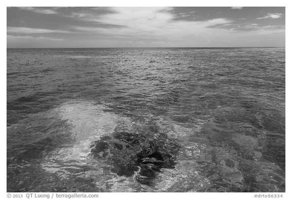 Coral head and ocean, Loggerhead Key. Dry Tortugas National Park, Florida, USA.