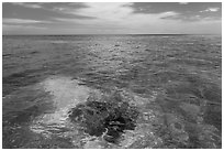 Coral head and ocean, Loggerhead Key. Dry Tortugas National Park, Florida, USA. (black and white)