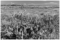 Prickly Pear cactus, Loggerhead Key. Dry Tortugas National Park ( black and white)