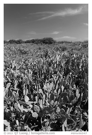 Cactus and geiger trees, Loggerhead Key. Dry Tortugas National Park, Florida, USA.