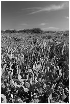 Cactus and geiger trees, Loggerhead Key. Dry Tortugas National Park, Florida, USA. (black and white)