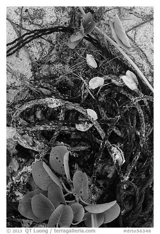 Marine ropes and mussels, Loggerhead Key. Dry Tortugas National Park (black and white)