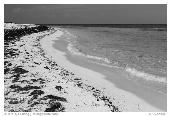 Beach with beached seagrass, Loggerhead Key. Dry Tortugas National Park (black and white)