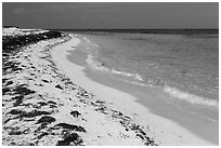 Beach with beached seagrass, Loggerhead Key. Dry Tortugas National Park ( black and white)