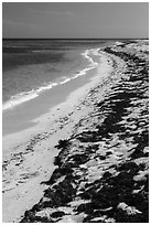 Beached seagrass and shoreline, Loggerhead Key. Dry Tortugas National Park, Florida, USA. (black and white)