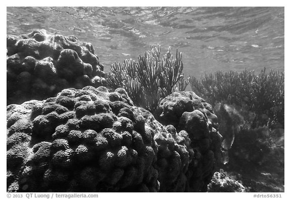 Coral in shallow reef, Little Africa, Loggerhead Key. Dry Tortugas National Park, Florida, USA.