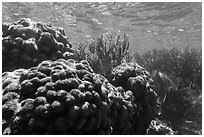 Coral in shallow reef, Little Africa, Loggerhead Key. Dry Tortugas National Park, Florida, USA. (black and white)