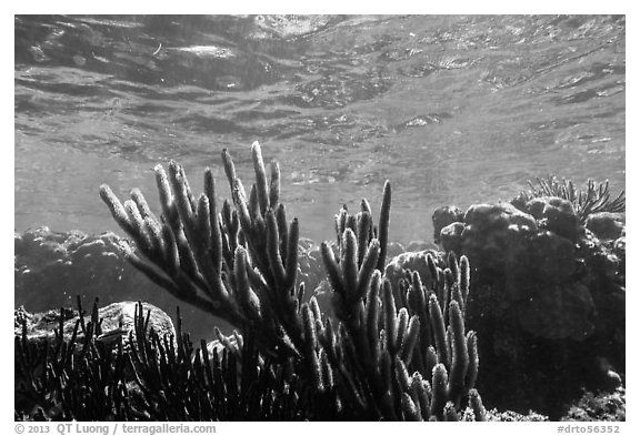 Soft coral, Little Africa, Loggerhead Key. Dry Tortugas National Park, Florida, USA.