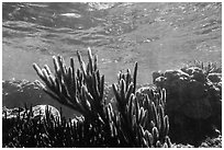 Soft coral, Little Africa, Loggerhead Key. Dry Tortugas National Park, Florida, USA. (black and white)