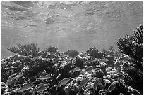 Fish and coral reef, Little Africa, Loggerhead Key. Dry Tortugas National Park, Florida, USA. (black and white)