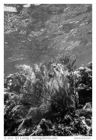 Fan coral, Little Africa, Loggerhead Key. Dry Tortugas National Park, Florida, USA.