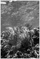 Fan coral, Little Africa, Loggerhead Key. Dry Tortugas National Park ( black and white)