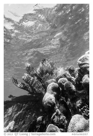 Brain and fan corals, Little Africa, Loggerhead Key. Dry Tortugas National Park (black and white)