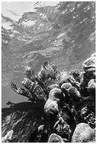 Brain and fan corals, Little Africa, Loggerhead Key. Dry Tortugas National Park, Florida, USA. (black and white)
