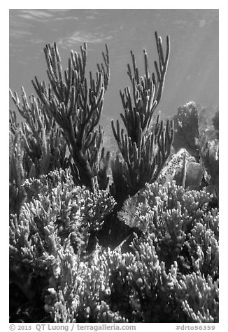 Corals, Little Africa, Loggerhead Key. Dry Tortugas National Park, Florida, USA.