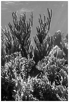 Corals, Little Africa, Loggerhead Key. Dry Tortugas National Park, Florida, USA. (black and white)