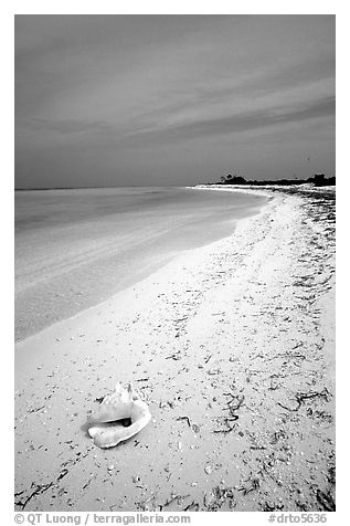 Conch shell and sandy beach on Bush Key. Dry Tortugas National Park, Florida, USA.