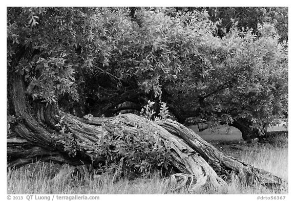 Ancient buttonwood trees inside Fort Jefferson. Dry Tortugas National Park, Florida, USA.