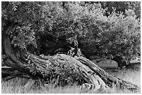 Ancient buttonwood trees inside Fort Jefferson. Dry Tortugas National Park, Florida, USA. (black and white)