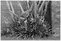 Cactus and brick walls. Dry Tortugas National Park ( black and white)