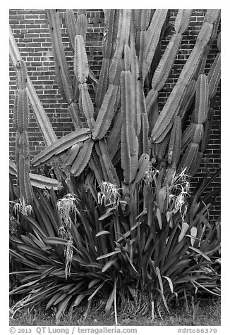 Cactus and brick walls. Dry Tortugas National Park (black and white)