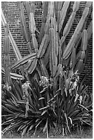 Cactus and brick walls. Dry Tortugas National Park, Florida, USA. (black and white)