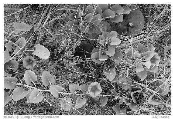 Ground view with flowers and fallen leaves, Garden Key. Dry Tortugas National Park (black and white)