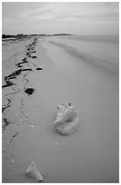 Conch shell and sand beach on Bush Key. Dry Tortugas National Park ( black and white)