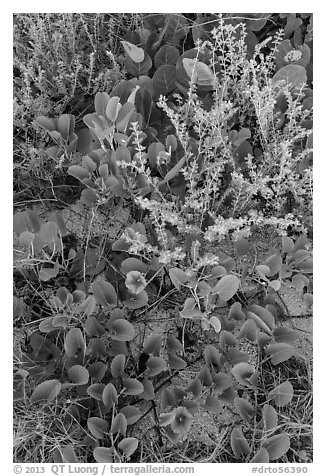 Ground vegetation, Garden Key. Dry Tortugas National Park, Florida, USA.